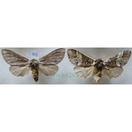 Drymonia dodonaea (Denis & Schiffermüller, 1775) pair Dąbrówka dodona female Slovakia, male Czech50j